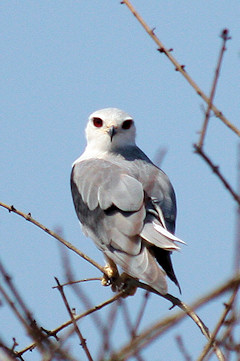 Black-shouldered Kite - Elanus axillaris