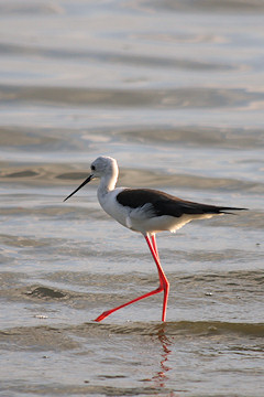 Black-winged Stilt - Himantopus himantopus