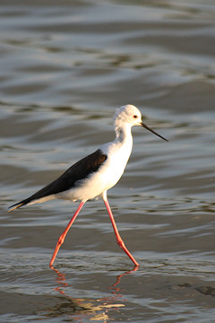Black-winged Stilt - Himantopus himantopus