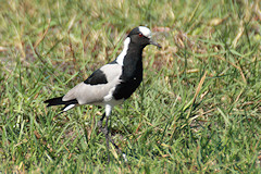 Blacksmith Plover - Vanellus armatus