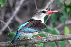 Brown-hooded Kingfisher - Halcyon albiventris