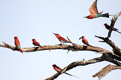 Southern Carmine Bee-eater - Merops nubicoides