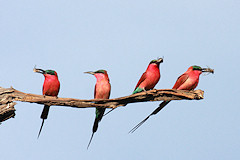 Southern Carmine Bee-eater - Merops nubicoides