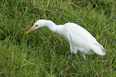 Cattle Egret - Bubulcus ibis