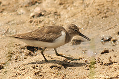 Common Sandpiper - Actitis hypoleucos