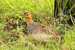 Coqui Francolin - Francolinus coqui