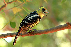 Crested Barbet - Trachyphonus vaillantii