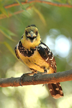 Crested Barbet - Trachyphonus vaillantii