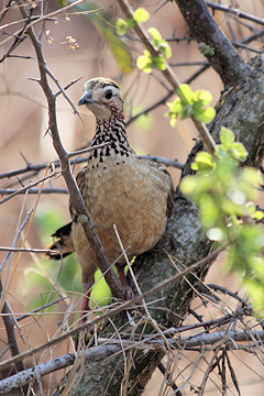 Crested Francolin - Francolinus sephaena