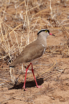 Crowned Plover - Vanellus coronatus