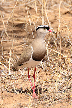 Crowned Plover - Vanellus coronatus