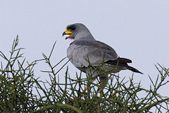 Eastern Pale Chanting Goshawk - Melierax poliopterus