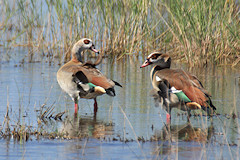 Pair of Egyptian Geese - Alopochen aegyptiacus