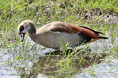 Egyptian Goose - Alopochen aegyptiacus