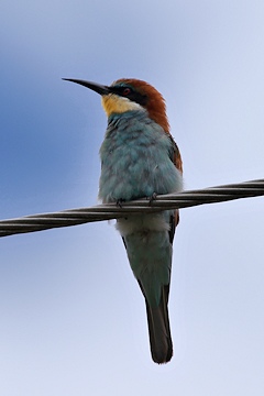 Eurasian Bee-eater - Merops apiaster