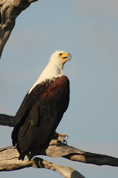 African Fish Eagle - Haliaeetus vocifer