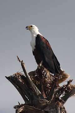 African Fish Eagle - Haliaeetus vocifer