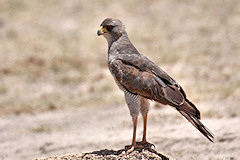 Gabar Goshawk - Micronisus gabar