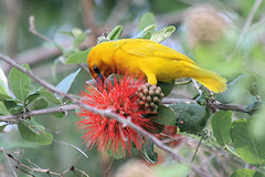 Golden Weaver - Ploceus subaureus