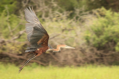 Goliath Heron - Ardea goliath