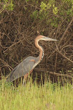 Goliath Heron - Ardea goliath