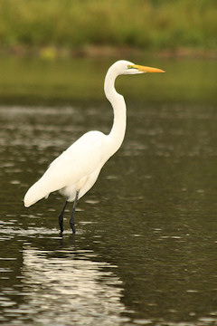 Great White Egret - Ardea alba
