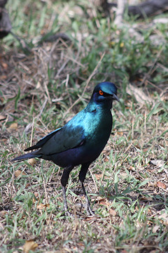 Greater Blue-eared Glossy Starling - Lamprotornis chalybaeus