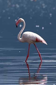 Greater Flamingo - Phoenicopterus roseus