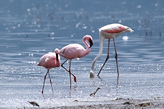 Comparison of Greater and Lesser Flamingos, Greater Flamingo on the right - Phoenicopterus roseus
