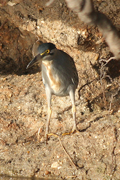 Green-backed Heron - Butorides striatus