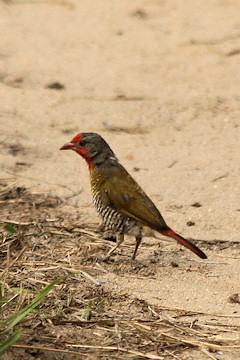 Green-winged Pytilia - Pytilia melba