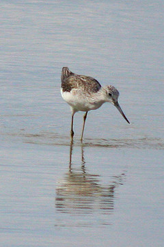 Greenshank - Tringa nebularia