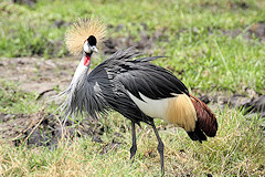 Grey Crowned Crane - Balearica regulorum