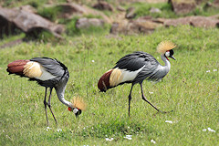 Grey Crowned Crane - Balearica regulorum