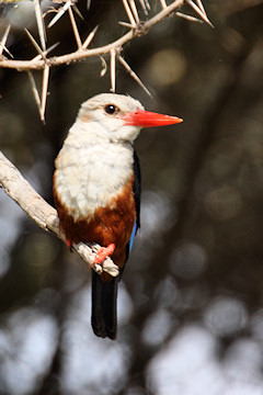 Grey-headed Kingfisher - Halcyon leucocephala, front view