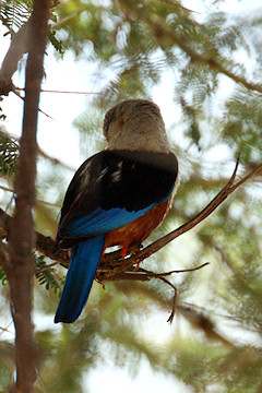 Grey-headed Kingfisher - Halcyon leucocephala, back view