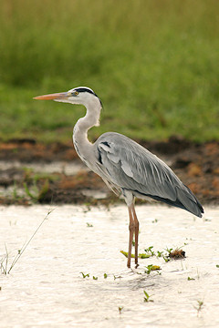 Grey Heron - Ardea cinerea