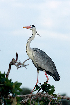 Grey Heron - Ardea cinerea at the heronry showing red beak and legs