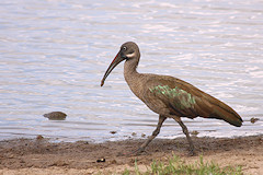 Hadada Ibis - Bostrychia hagedash