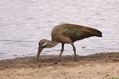 Hadada Ibis - Bostrychia hagedash