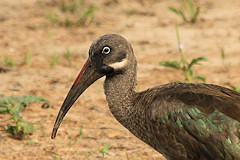 Hadada Ibis Close-up - Bostrychia hagedash