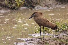 Hamerkop - Scopus umbretta