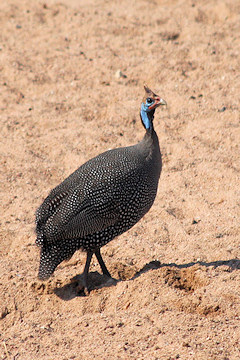 Helmeted Guinea Fowl - Numida meleagris