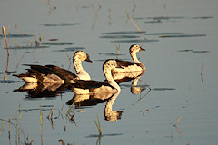 Knob-billed Duck - Sarkidiornis melanotos