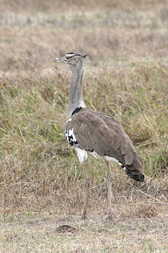 Kori Bustard - Ardeotis kori