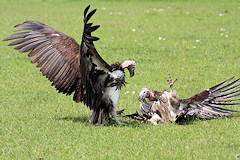 Lappet-faced Vultures - Torgos tracheliotos, fighting over food