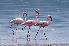 Lesser Flamingo - Phoenicopterus minor