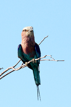 Lilac-breasted Roller - Coracias caudatus