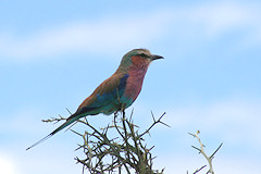 Lilac-breasted Roller - Coracias caudatus