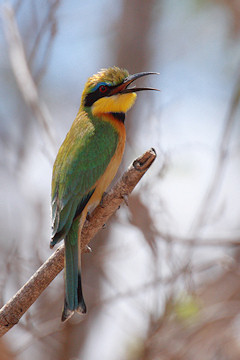 Little Bee-eater - Merops pusillus